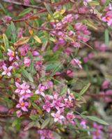 Boronia fraseri