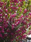 Boronia heterophylla