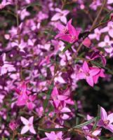 Boronia ledifolia