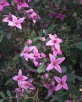 Boronia mollis