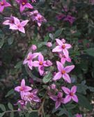 Boronia mollis