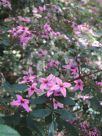 Boronia mollis