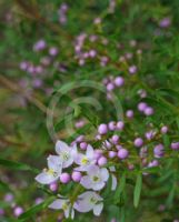 Boronia muelleri