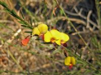 Bossiaea heterophylla