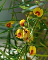 Bossiaea linophylla