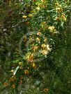 Bossiaea linophylla