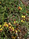 Bossiaea obcordata