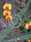 Bossiaea scolopendria