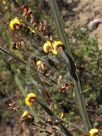 Bossiaea scolopendria