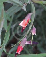 Bossiaea walkeri