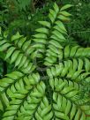 Bowenia spectabilis