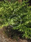 Bowenia spectabilis