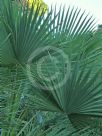 Brahea edulis