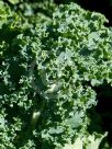 Brassica oleracea Acephala Group