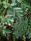 Breynia oblongifolia