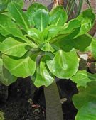 Brighamia insignis