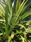 Bromelia sylvicola