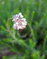 Erica spiculifolia