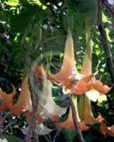 Brugmansia candida Grand Marnier