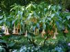 Brugmansia versicolor
