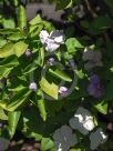 Brunfelsia australis Sweet & Petite