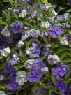 Brunfelsia pauciflora