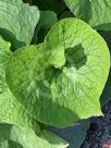 Brunnera macrophylla