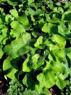 Brunnera macrophylla