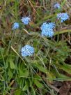 Brunonia australis