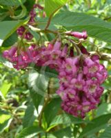 Buddleja colvilei