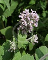 Buddleja crispa