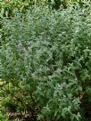 Buddleja crispa