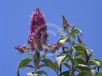 Buddleja davidii