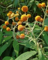 Buddleja globosa