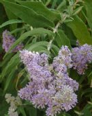 Buddleja salviifolia