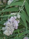 Buddleja salviifolia