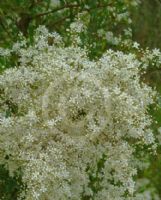 Bursaria spinosa