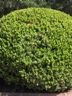 Buxus microphylla