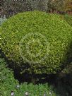 Buxus microphylla