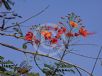 Caesalpinia pulcherrima