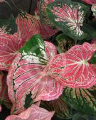 Caladium bicolor