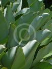 Calathea lutea