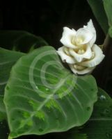 Calathea warscewiczii