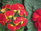 Calceolaria herbeohybrida