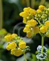 Calceolaria integrifolia