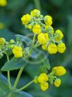 Calceolaria integrifolia