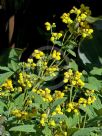 Calceolaria integrifolia