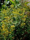 Calceolaria integrifolia