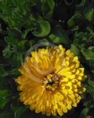 Calendula officinalis