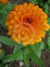 Calendula officinalis